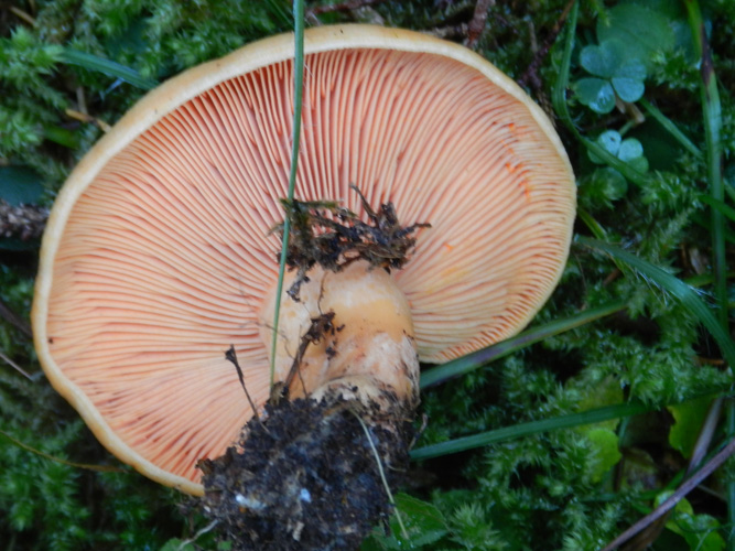 ritrovamenti del 27 ottobre bosco misto prevalenza larice